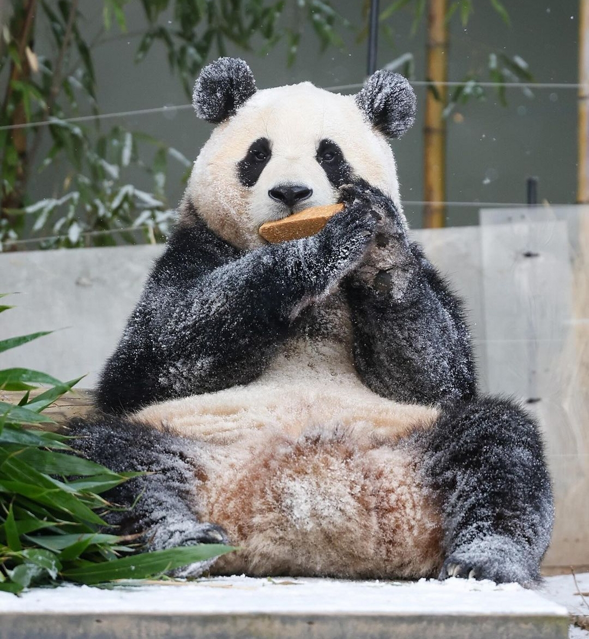 是雪中的大熊猫福宝啊? 这坐姿霸气侧漏! 不愧是财阀家的福公主.