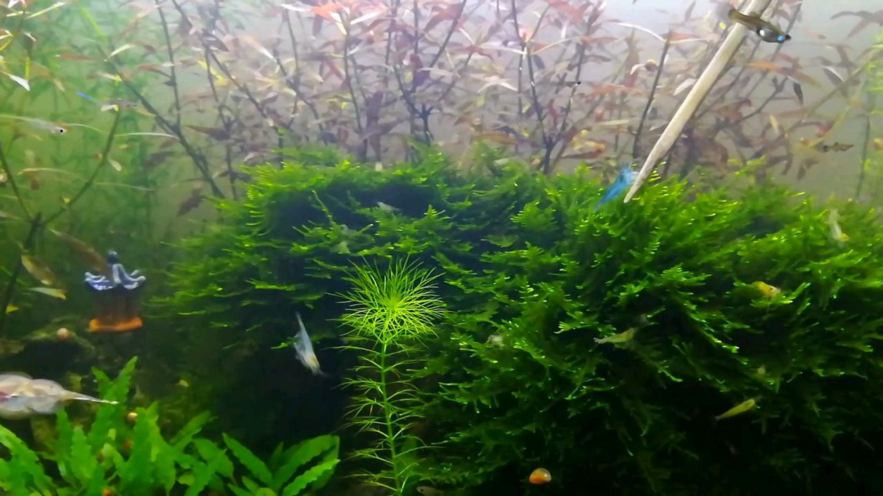 草缸造景经验分享(二)——虾草共生