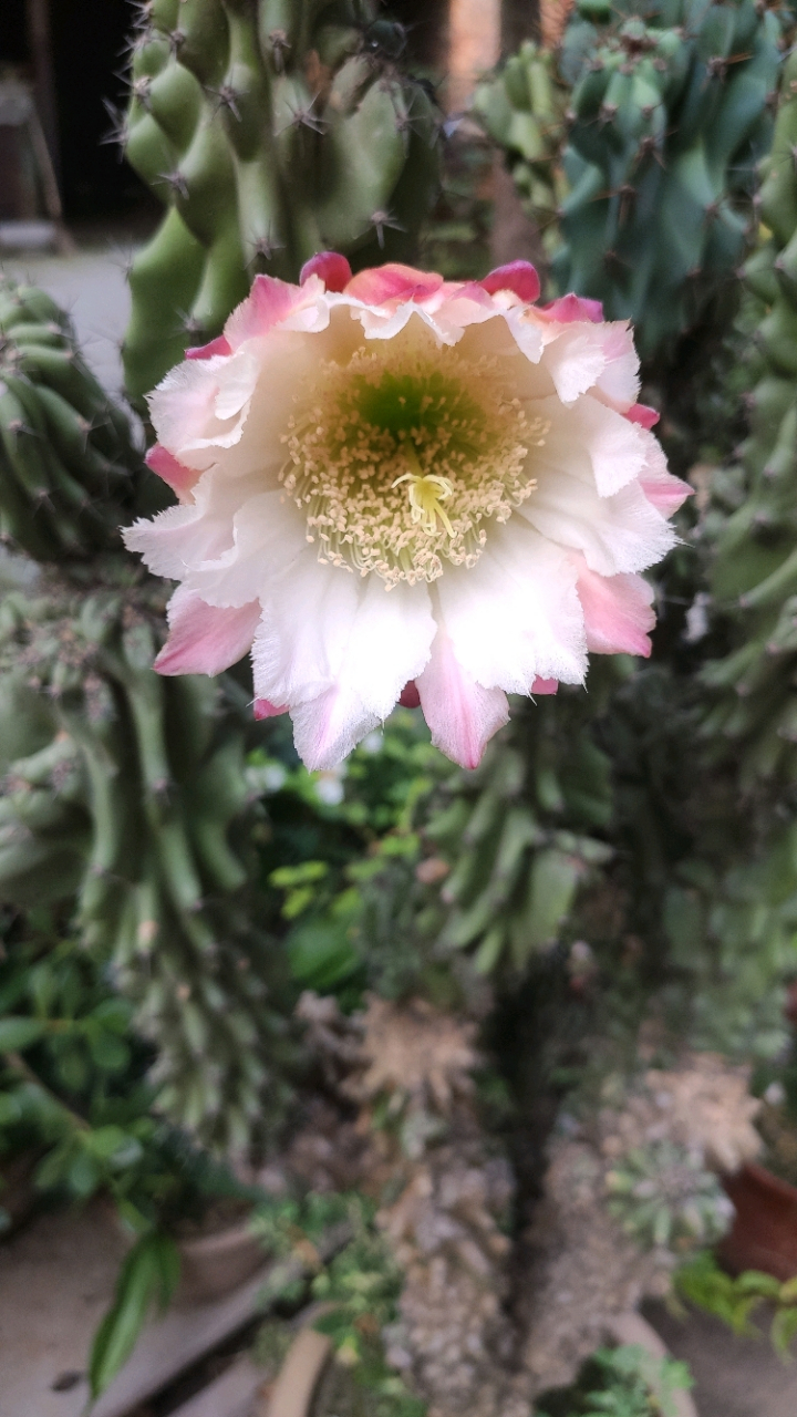 山影拳属于仙人掌科,形状好像山影一样,又像突兀的石头,在容姐看来