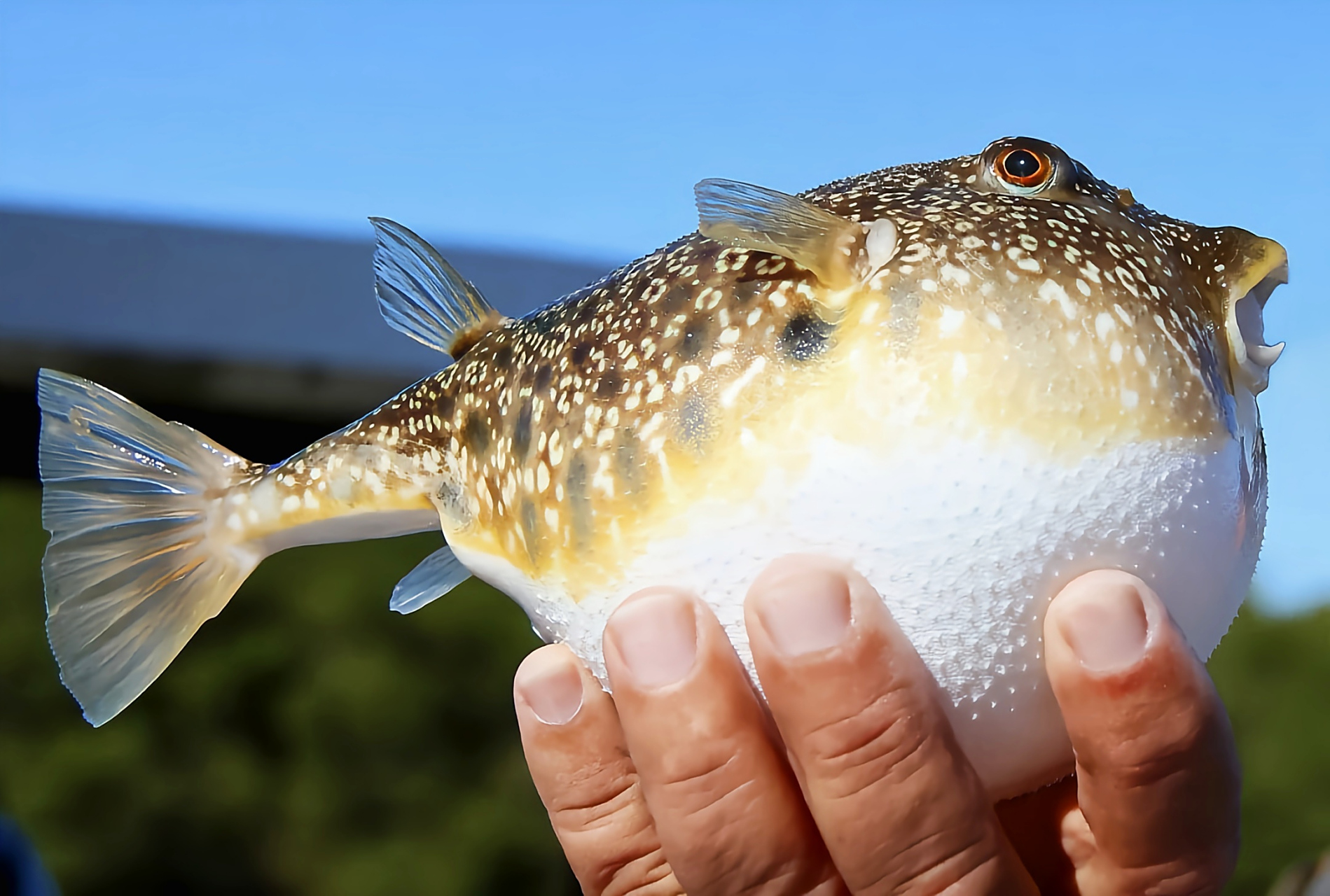 秋日生活创作季# 每天认识一种动物——长江河豚 长江河豚别名头纹丽