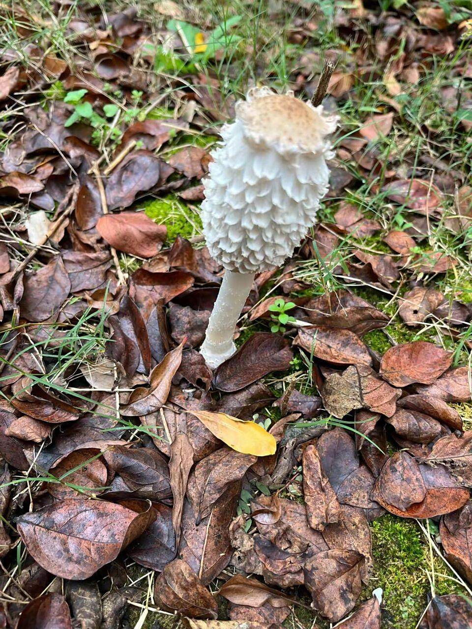 有人说这是大号金针菇,采回去晚上煮火锅