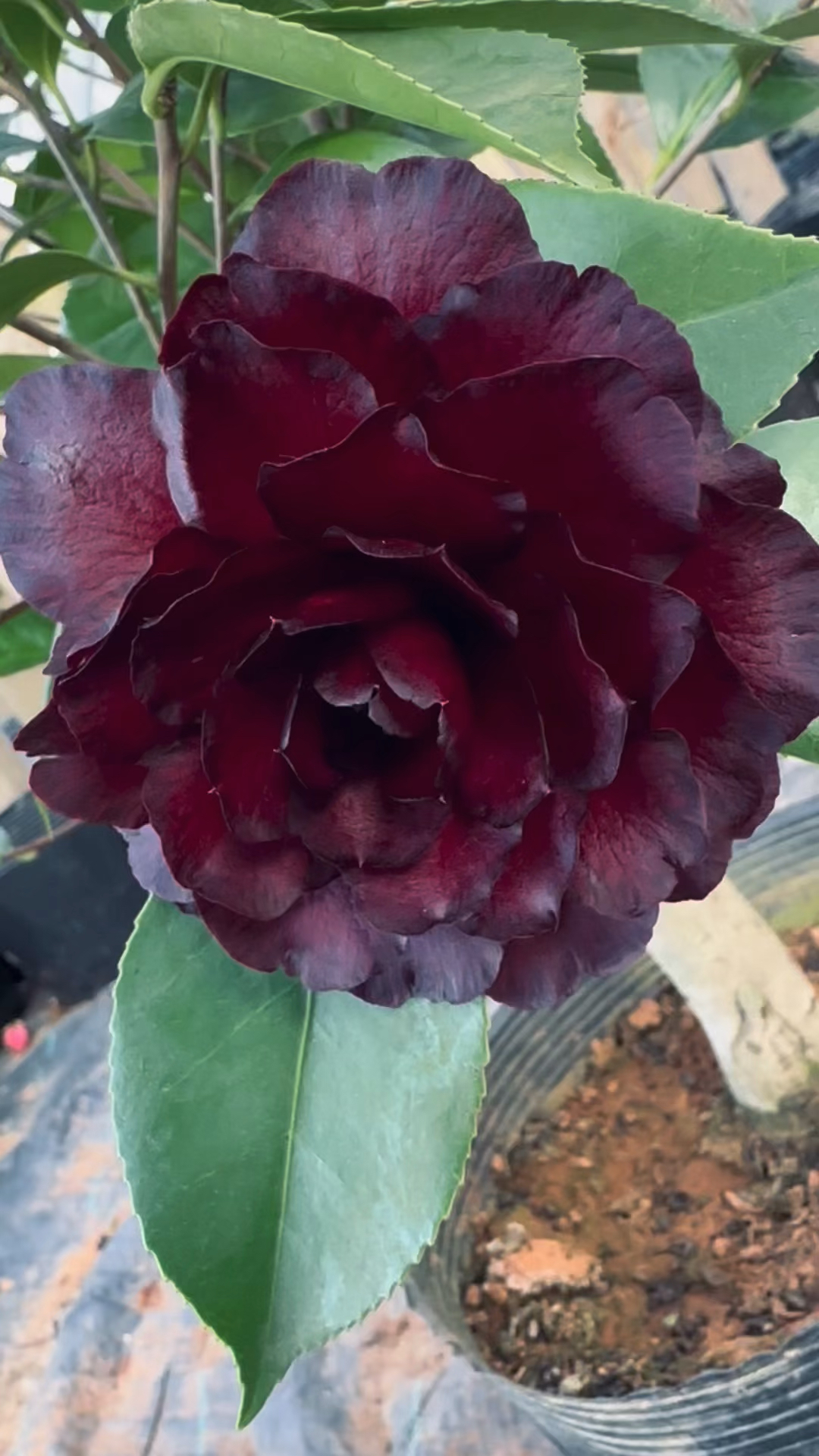 乌仙茶花开品鉴赏!