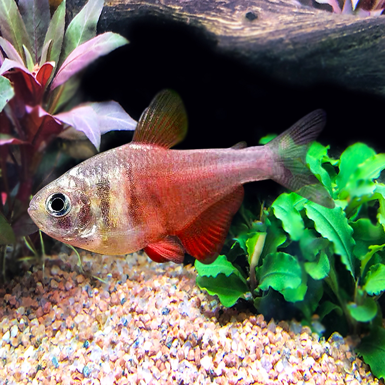 火焰旗分布于巴西里约热内卢境内水域,色彩美丽,可作为观赏鱼类.