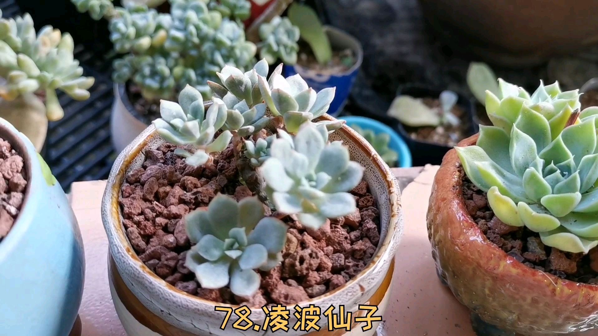 多肉品种名称更新(七),今天介绍12款10天前种下的多肉,已服盆