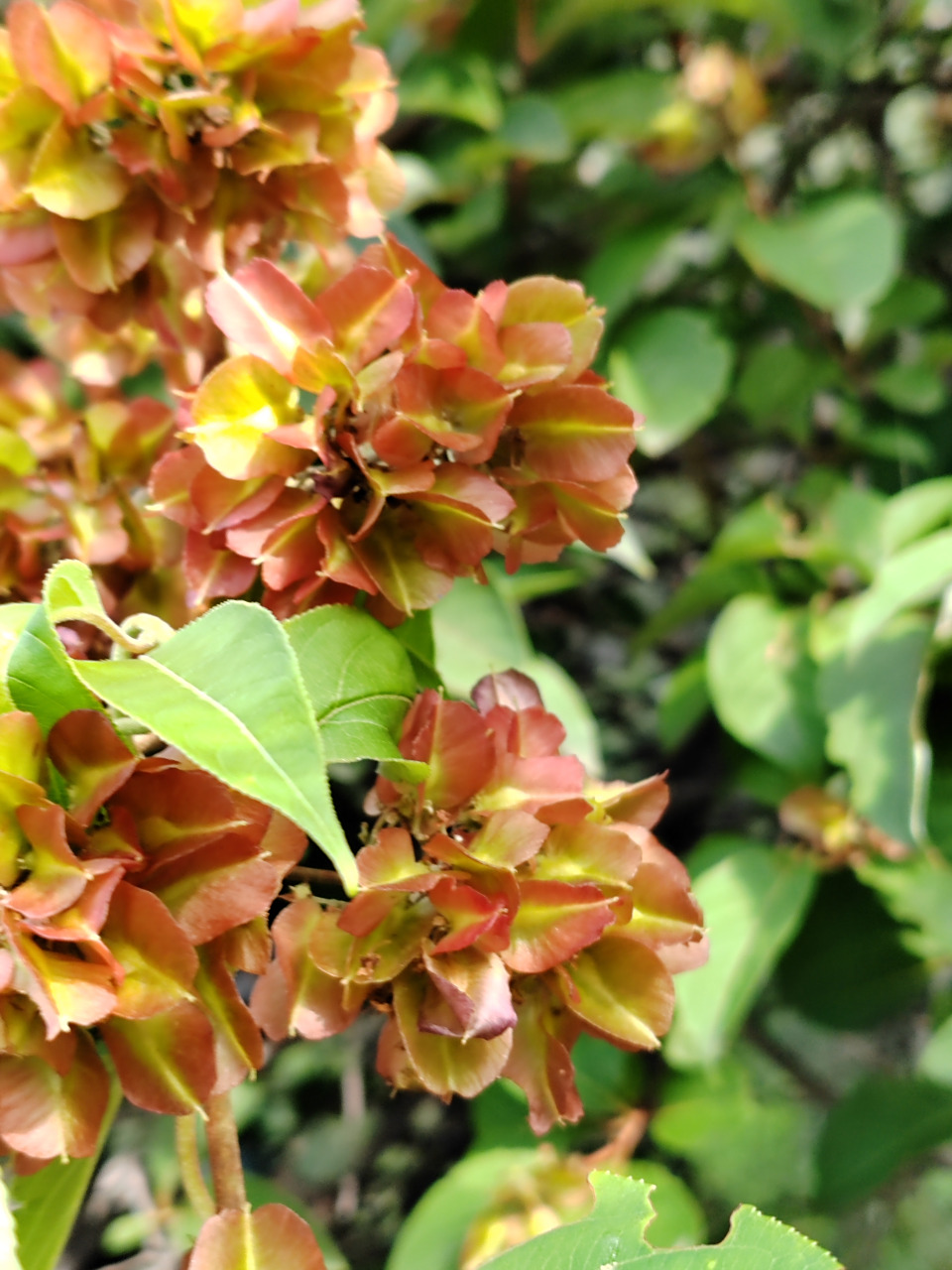 花开成簇的雷公藤也很美,大自然写真摄影图片