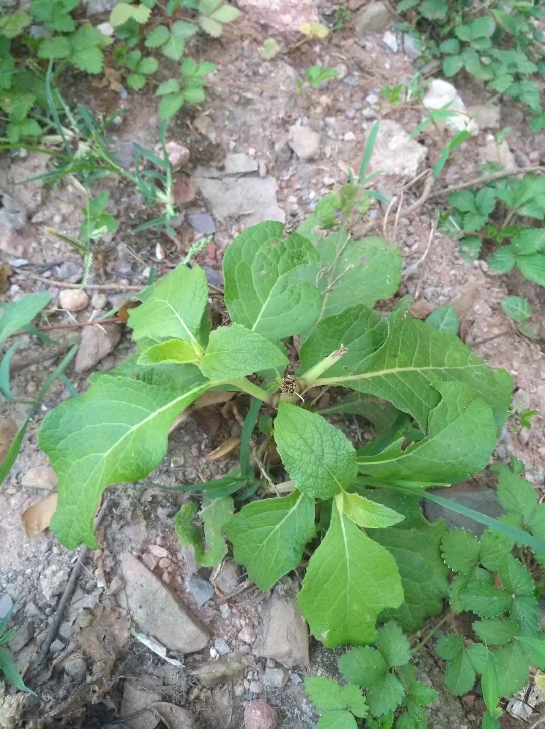 天名精,又称野烟叶,多年生草本植物