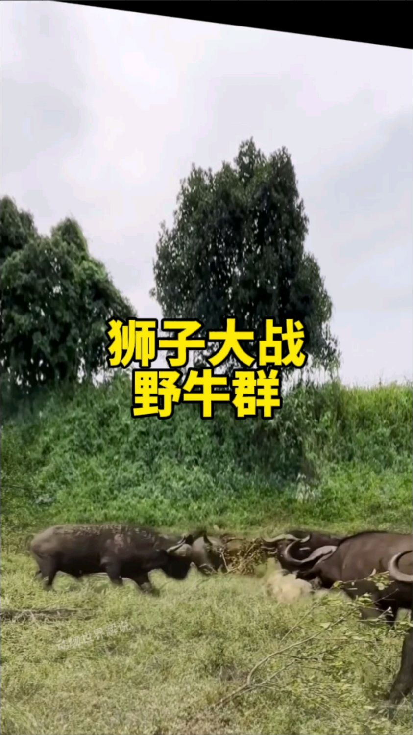 狮子大战野牛群