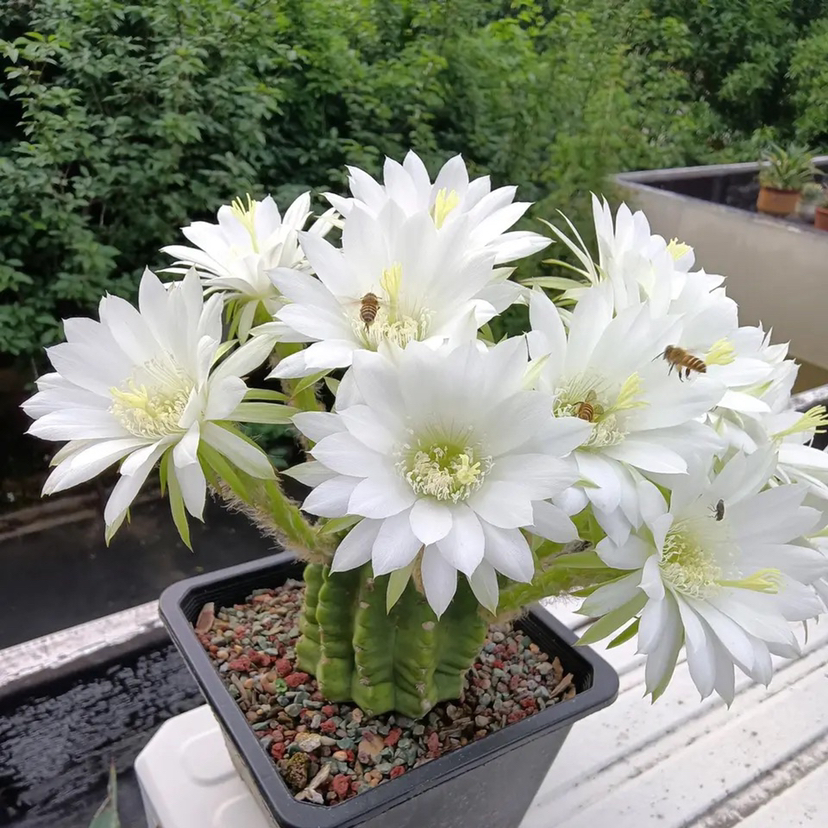 仙人球徒长的上限在哪?花友的图片很有代表性,做好两点养好不难