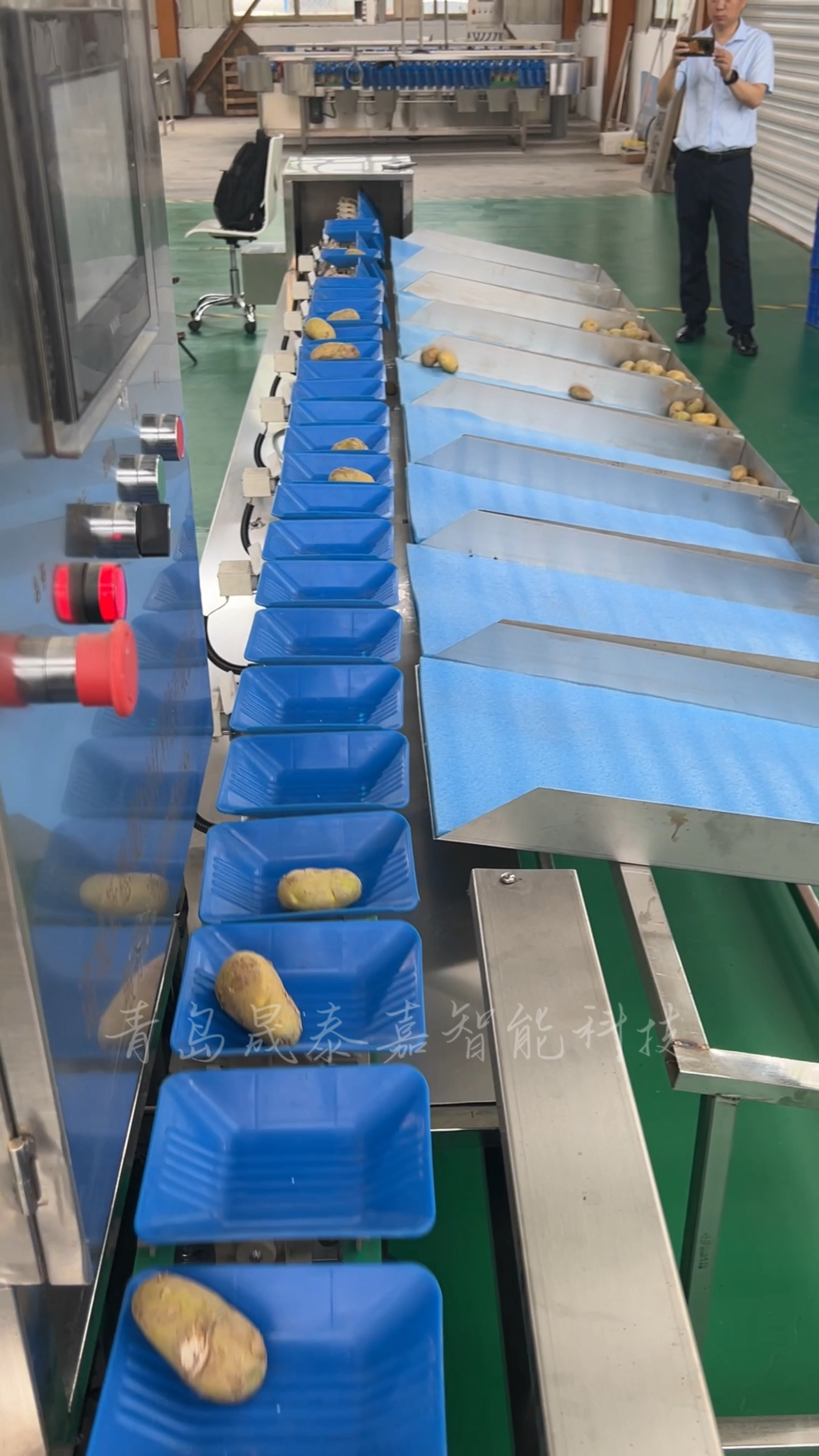 土豆分拣机,哈密瓜分选机