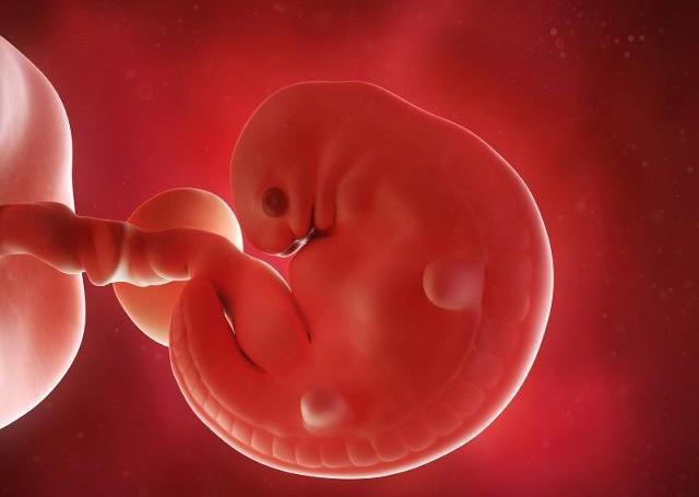 胎儿十二周的样子图片图片
