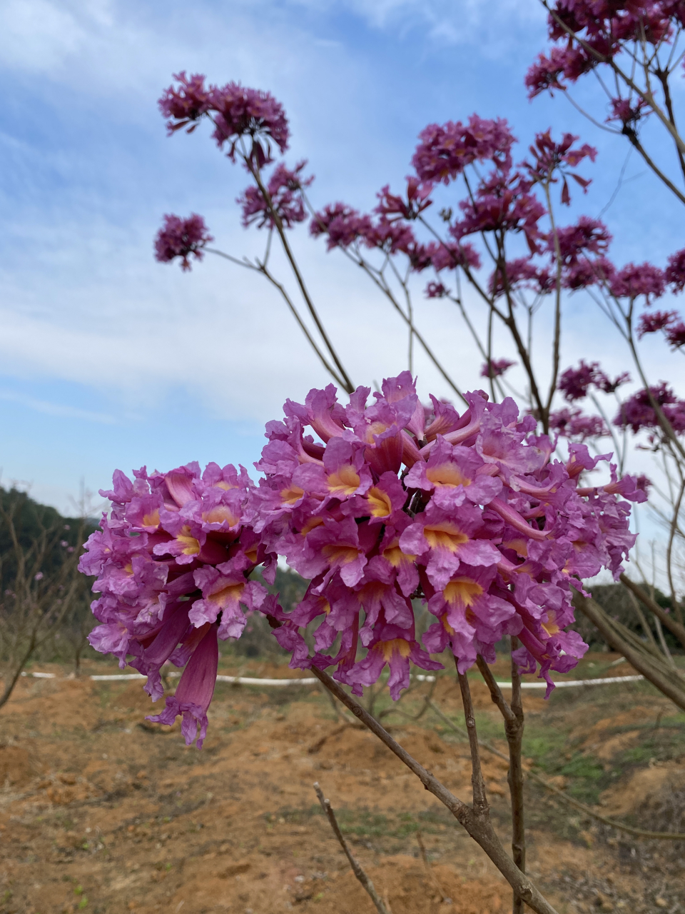 紫花风铃木绣球图片