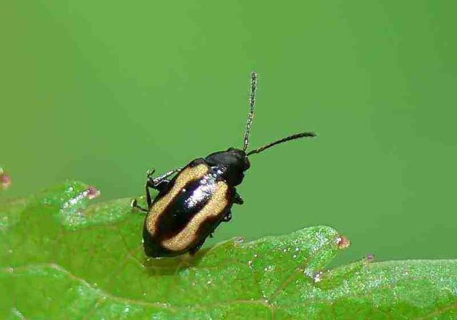 让农业种植更轻松!白菜头号害虫—黄曲条跳甲应该如何防治?