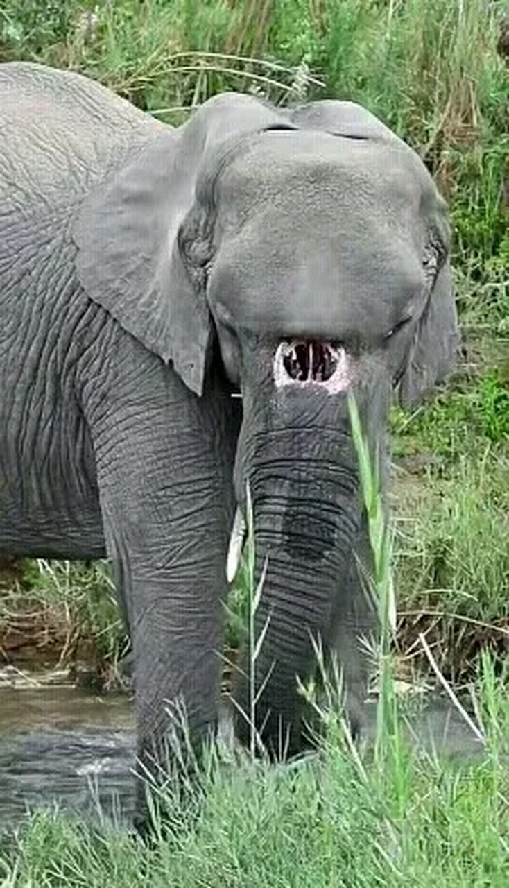 这只大象的鼻子遭受了狮子的咬伤,导致其无法吸水
