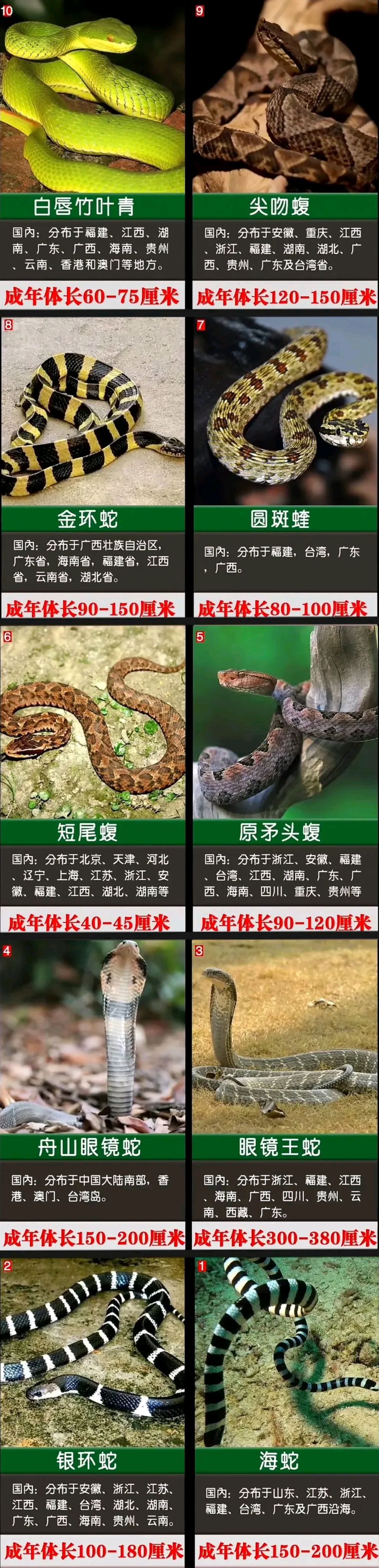 中国十大毒蛇