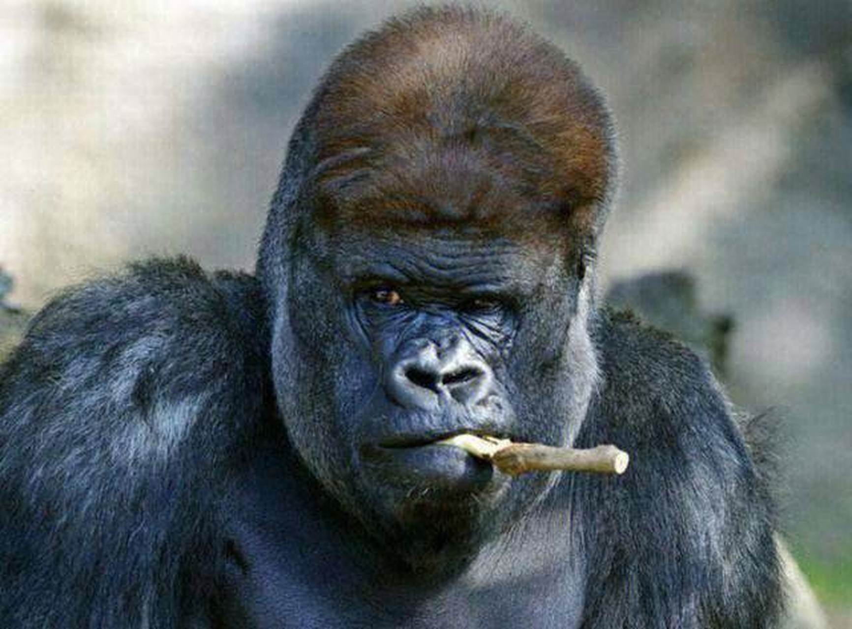 "只见他淡定的回答到:"我就看看把身份证插进去,能取出啥钱来.