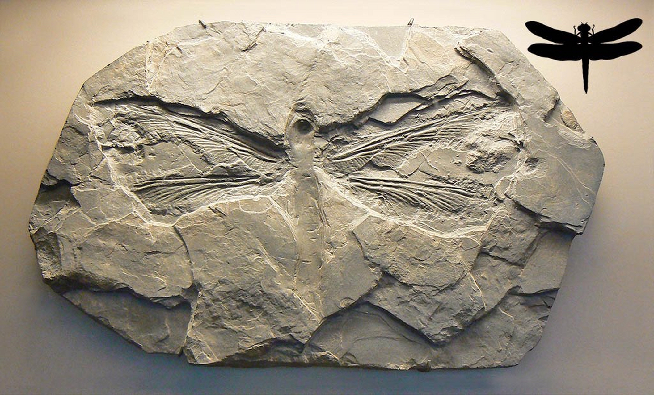巨蜻蜓化石图片