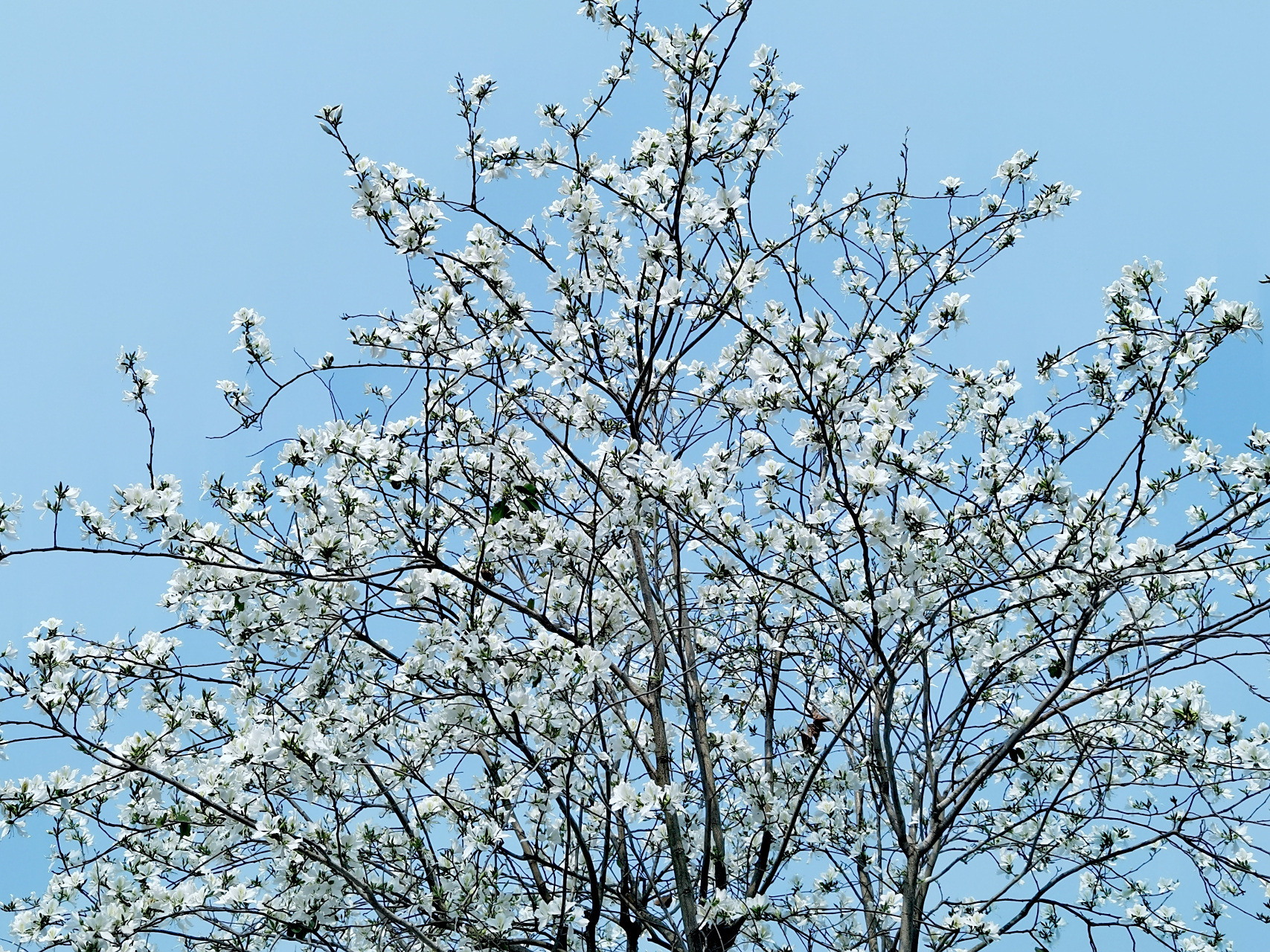 白色紫荆花居然能开成这般倾城,素素白白,清雅脱俗,更胜梨花雪.