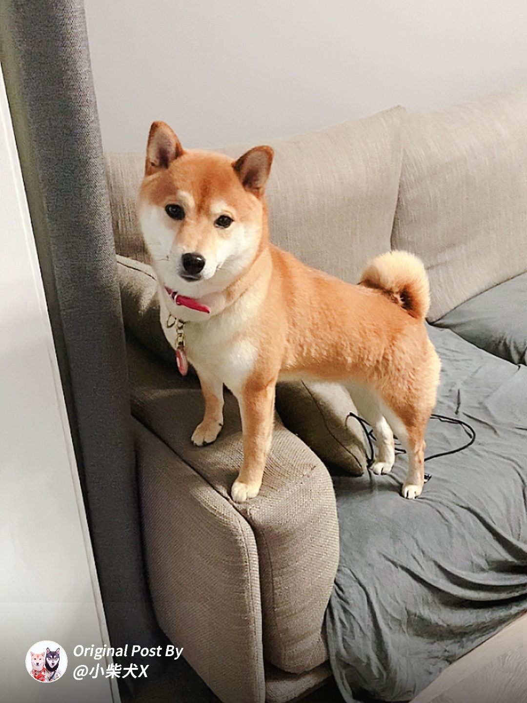 连家里的小柴犬也变得那么虎了虎年真的快到了