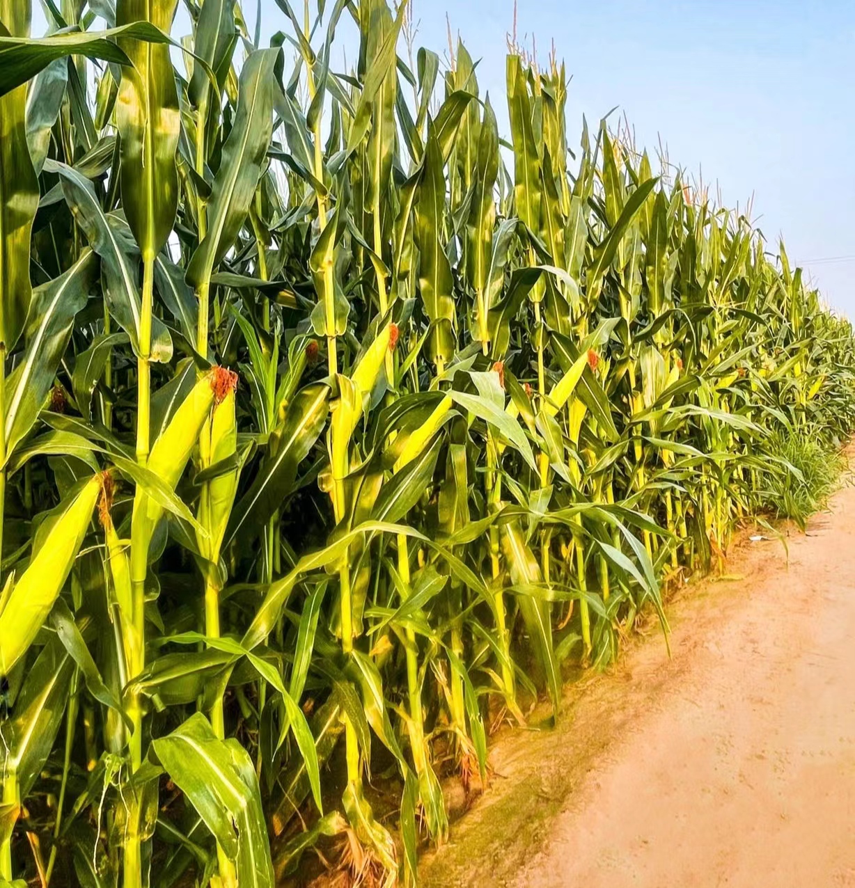 玉米最好行距與株距是多少?玉米種植行距和株距要注意什麼?