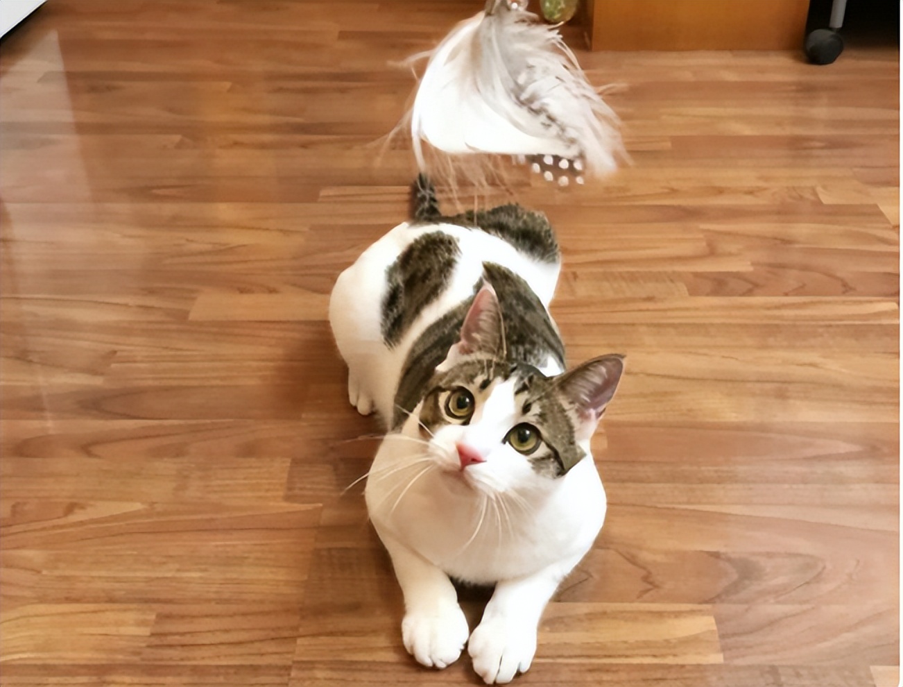 中华田园猫蜀地四耳神猫-四川简州猫