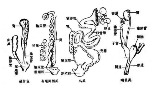 母鸡泄殖腔解剖图图片