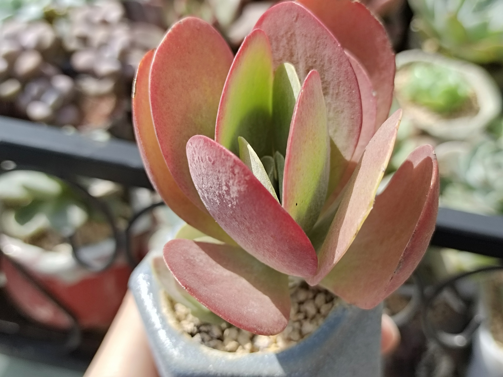 唐印越来越红了,随着温度的降低它会越来越红,最后变成火红色#多肉