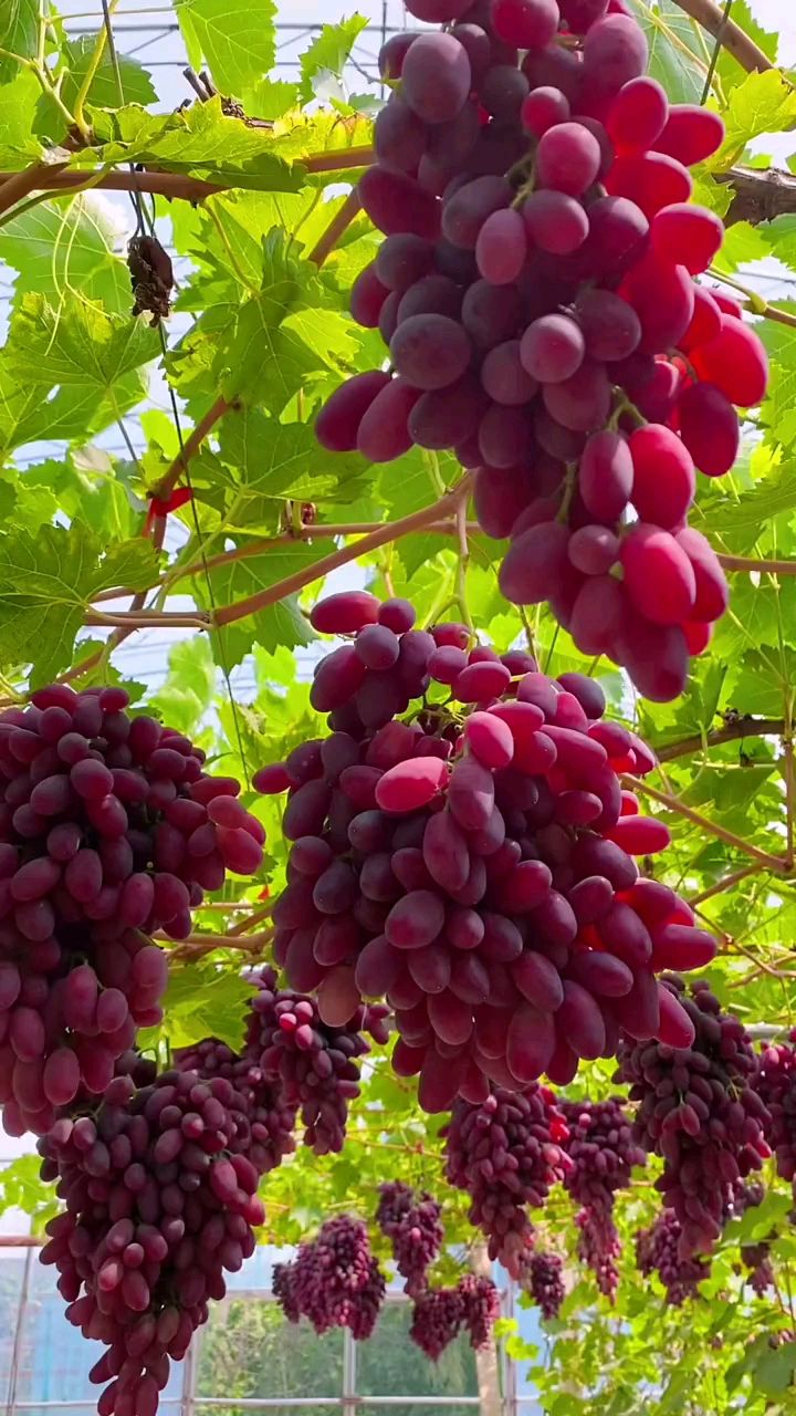 东北的新沙尔葡萄管理