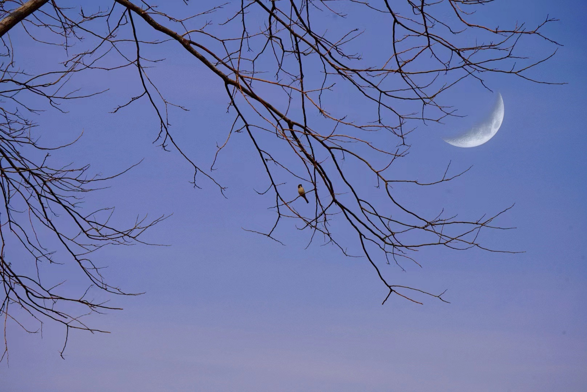 春日风景# 中天,清冷的弯月直入人心,传递给人对美的领悟.