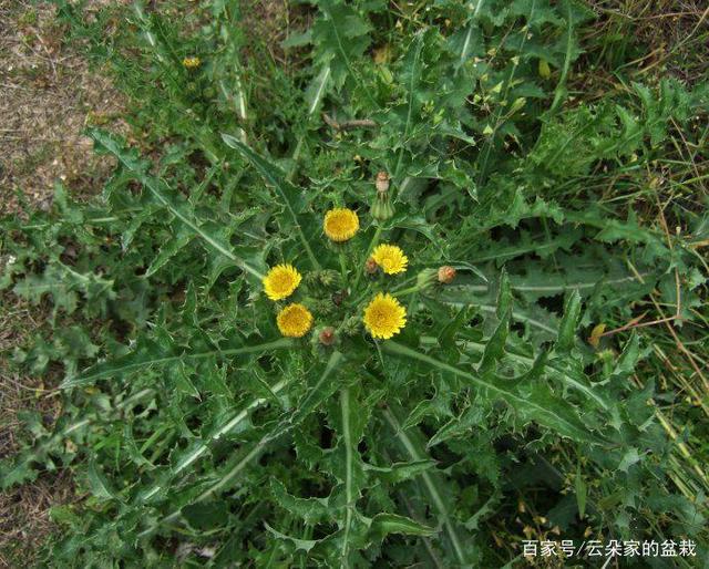 路边一野草,人称"续断菊",经常吃一点,能清洗血管,远离血栓