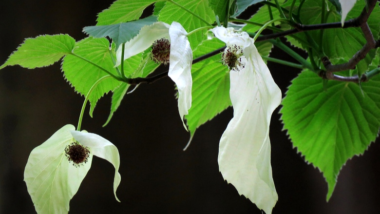 象征和平的植物界"大熊猫"——珙桐