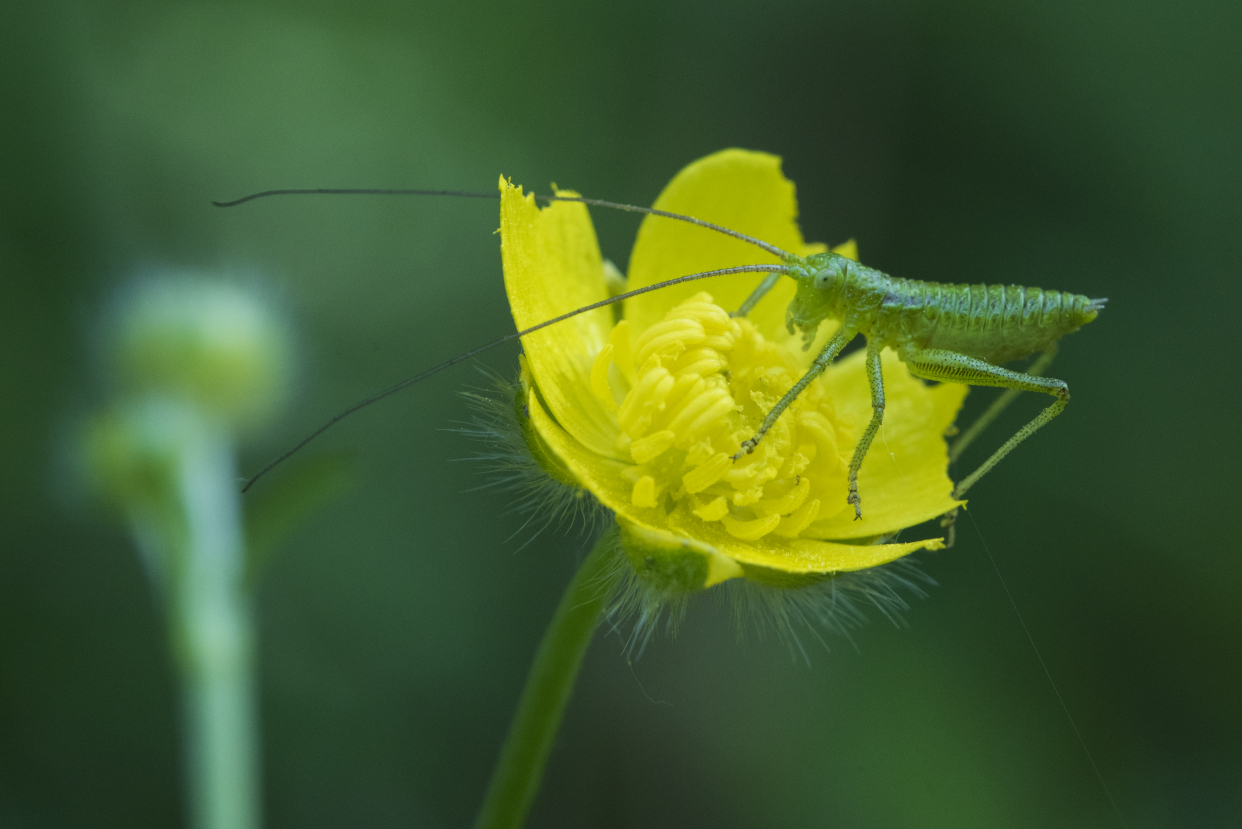 蝈蝈,天牛,花金龟