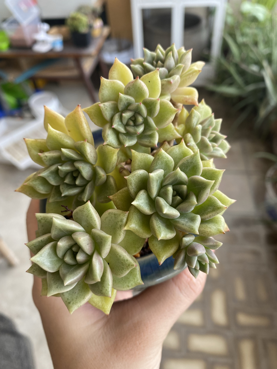 璀璨多肉,适合小盆控养,露养,福建容易渡夏的品种之一#中国美景大赏