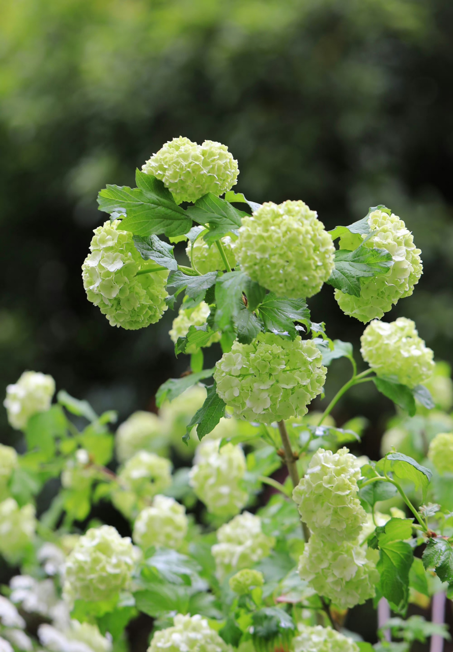 早鲜花7515 欧洲木绣球-玫瑰 67