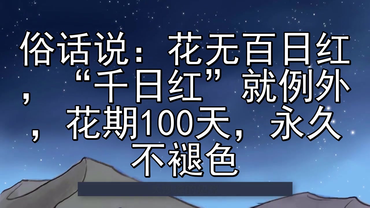 [图]俗话说:花无百日红,“千日红”就例外,花期100天,永久不褪色