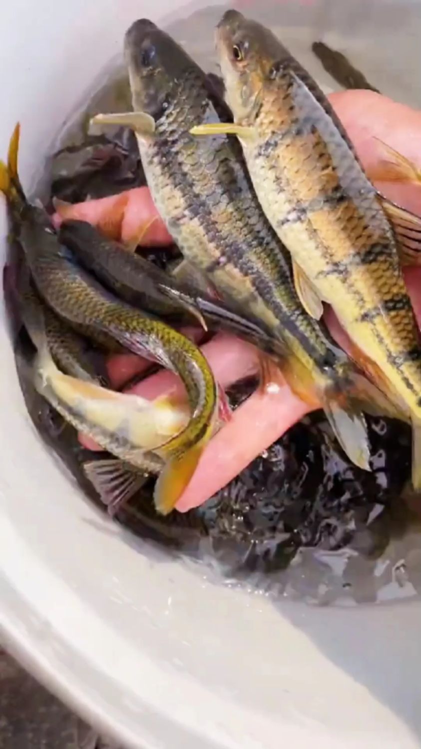 全是大溪石斑鱼一小时钓了半桶!这么多大鱼钓友们快来!-度小视