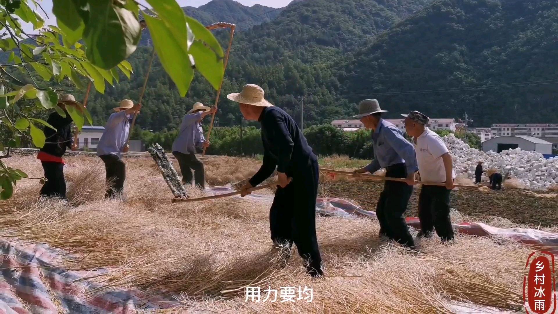 秦岭深处的农耕,用最原始的方法“连架”打菜籽,城里人都没见过