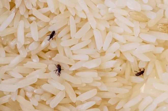 你知道家里大米生的这种虫吗?