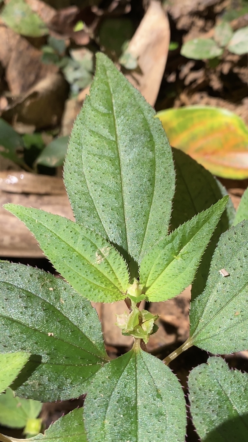 风柜斗草也叫楮头红,看看你认识吗?