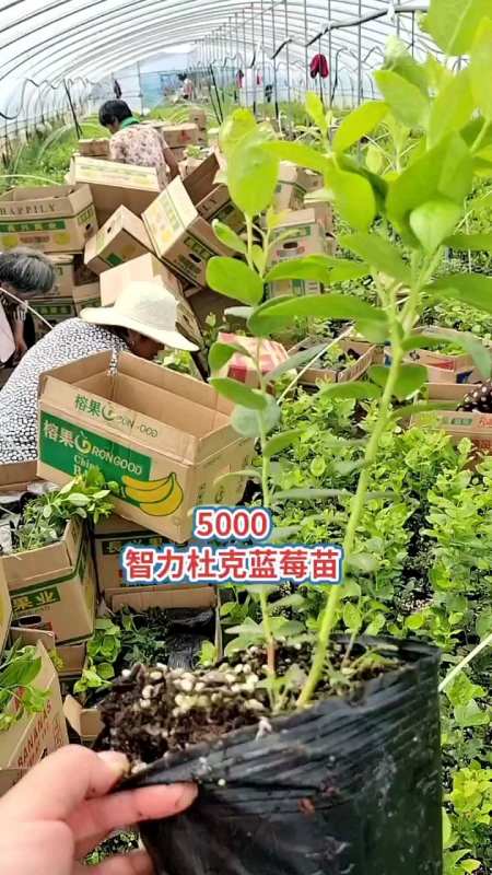 智力杜克蓝莓苗 比较抗寒的蓝莓品种 北方可以露天-度小视