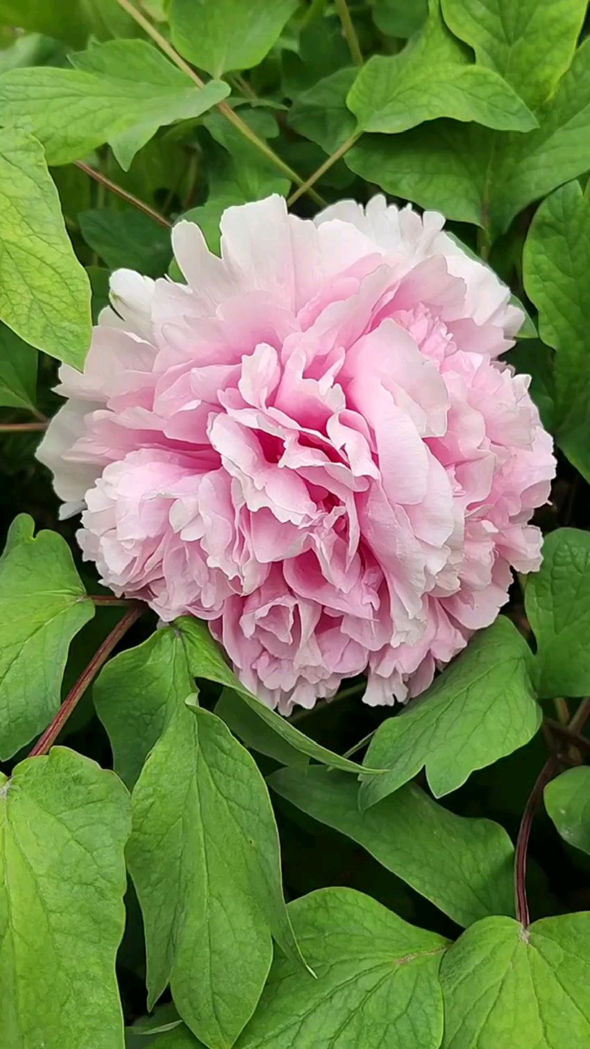 牡丹品种:赵粉,牡丹四大名品-度小视