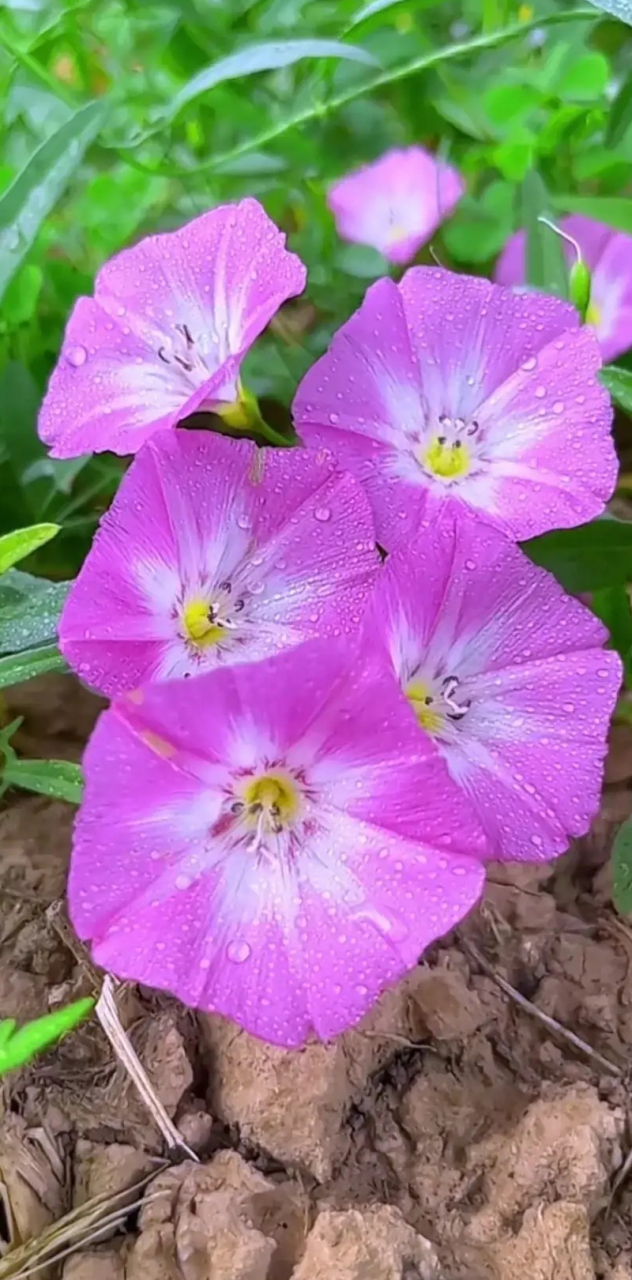我来告诉你记住这几日,远离红纱日  一四七十月莫逢酉  二五八十一月