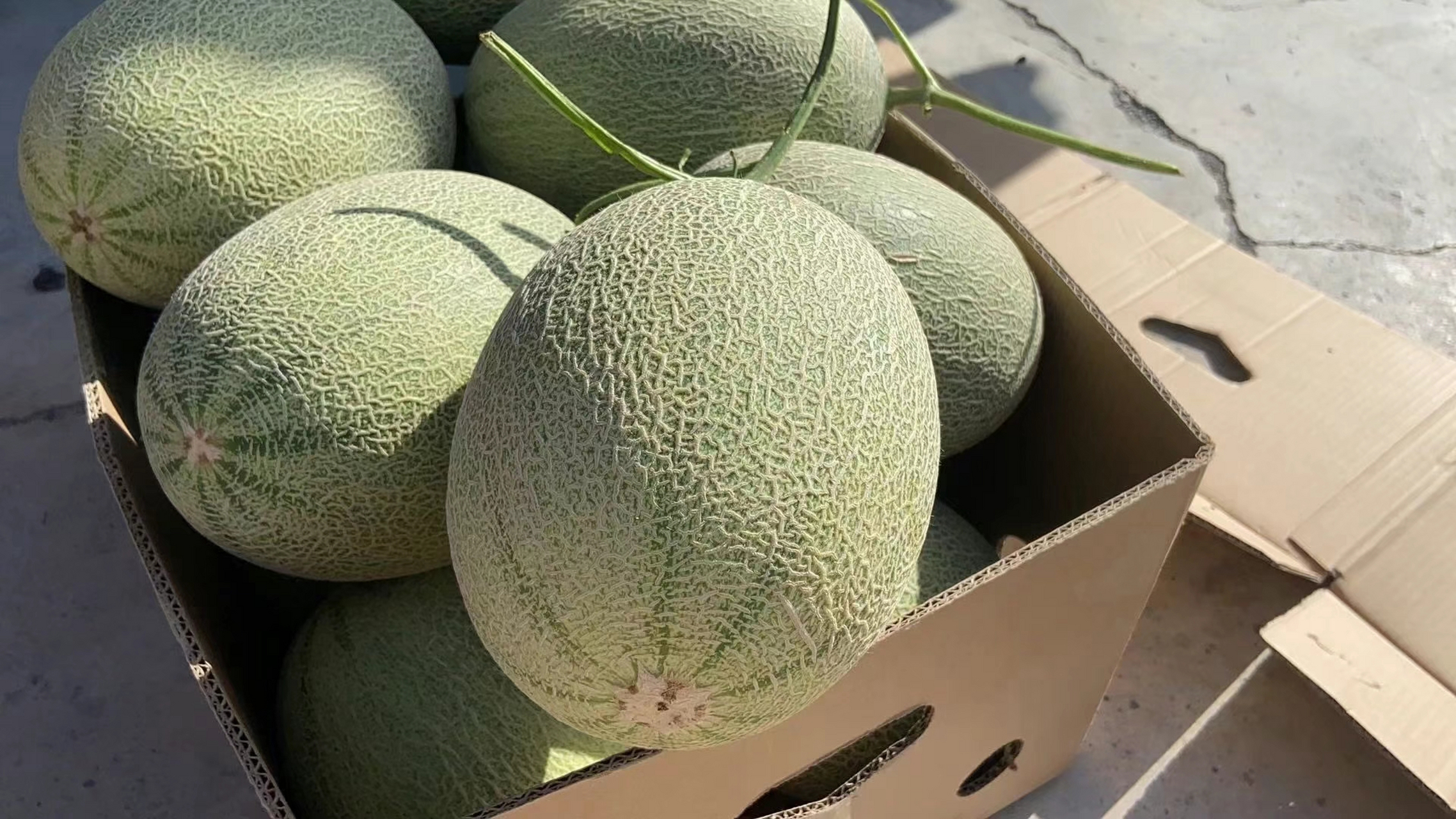 精选西州蜜25号品种, 果肉质厚,甜度高,肉厚细质, 香甜清脆,水分足