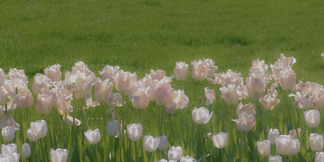 風景壁紙|花花壁紙