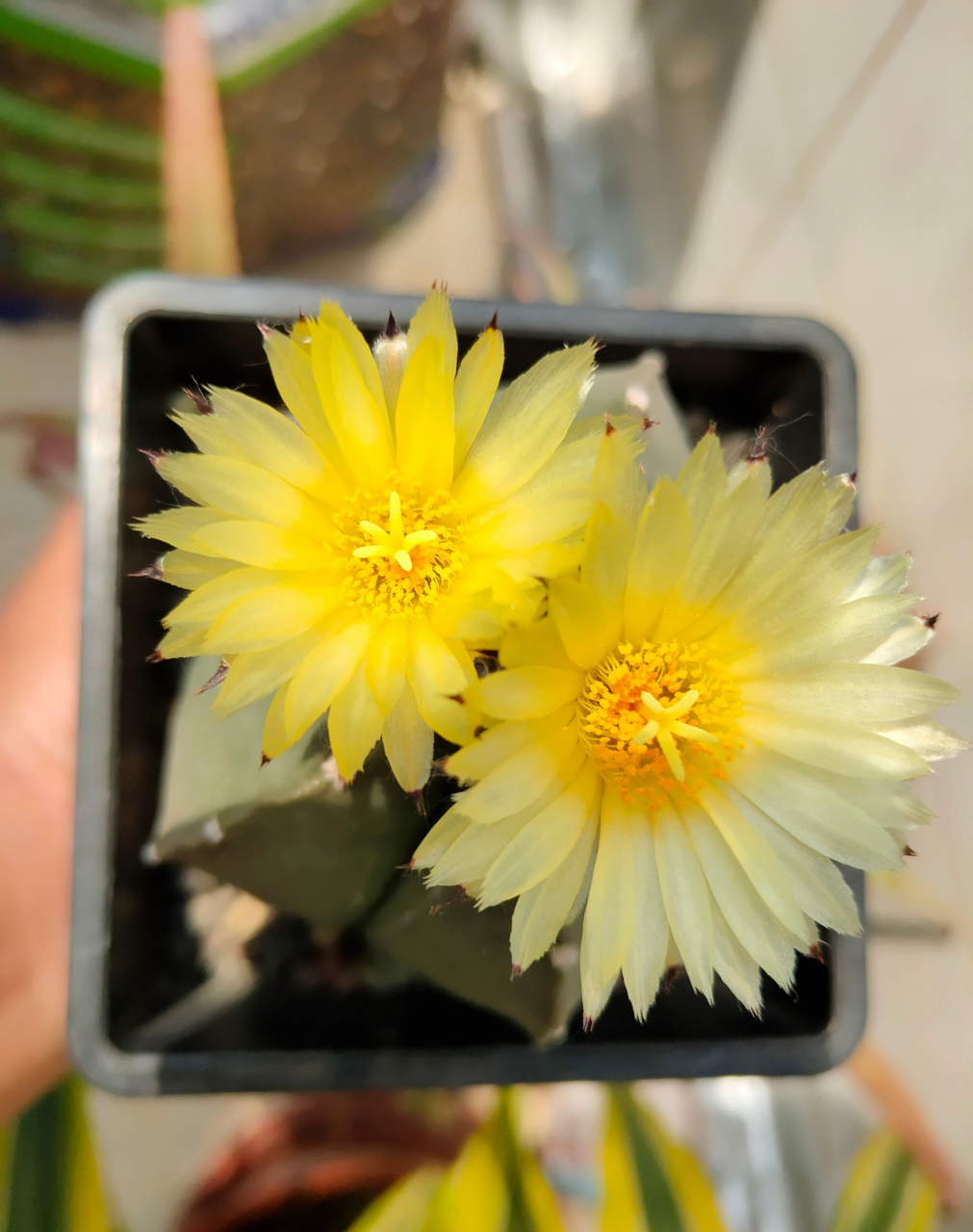 多肉琉璃鸾凤玉 五角星82开花了 676767