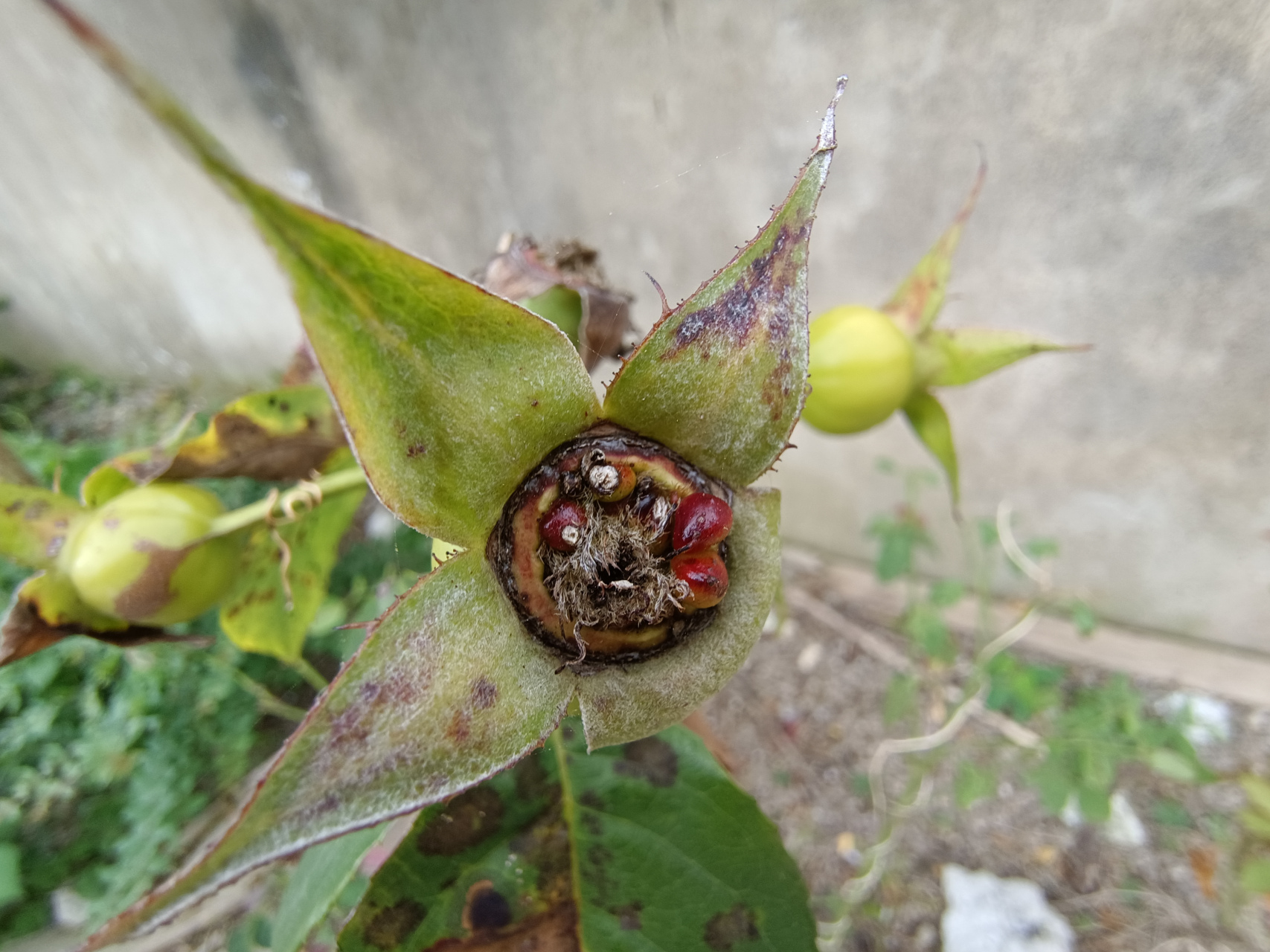 这是月季的种子吗,可以播种吗