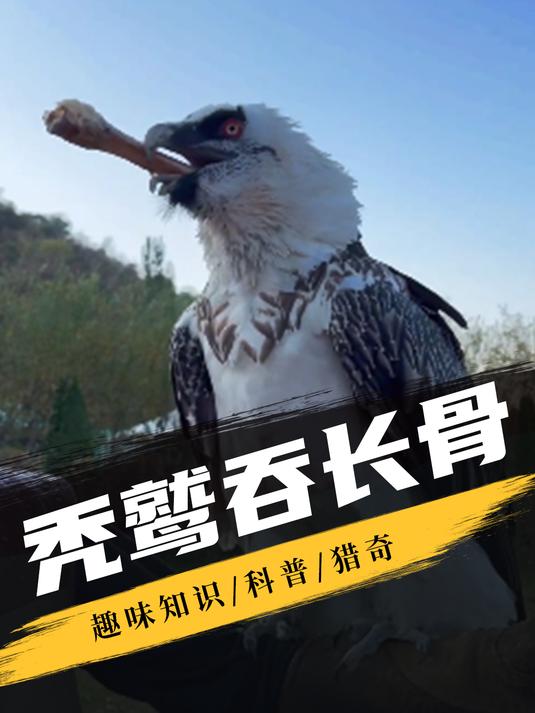 为什么胡兀鹫可以吞下如此长的骨头?