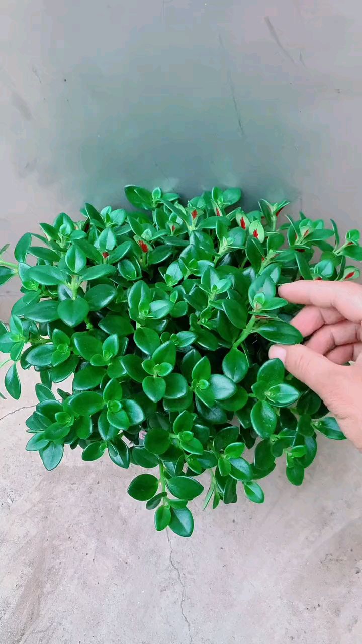 金鱼吊兰这样养护,一定能开爆盆