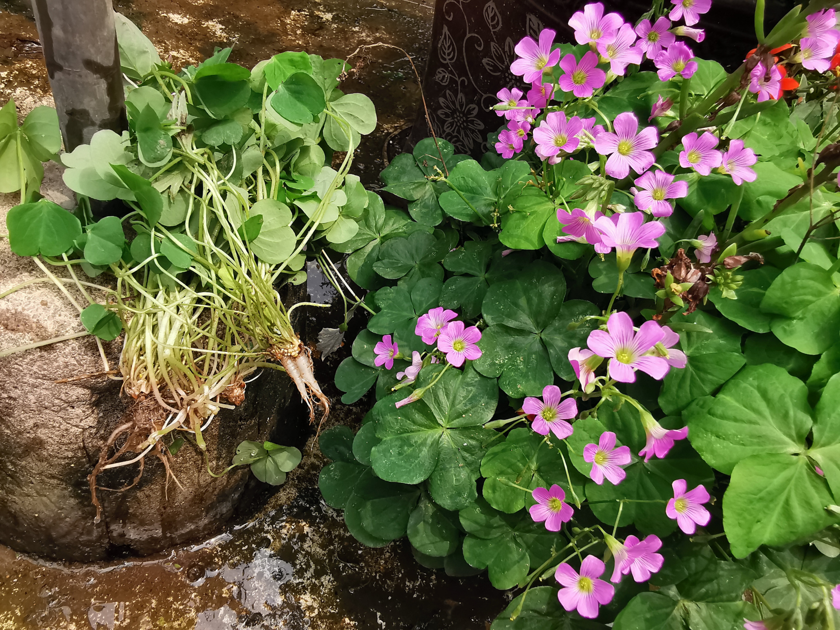 红花酢浆草:最顽强美丽的野花 虽然人们都把它当野草,无论在花盆里