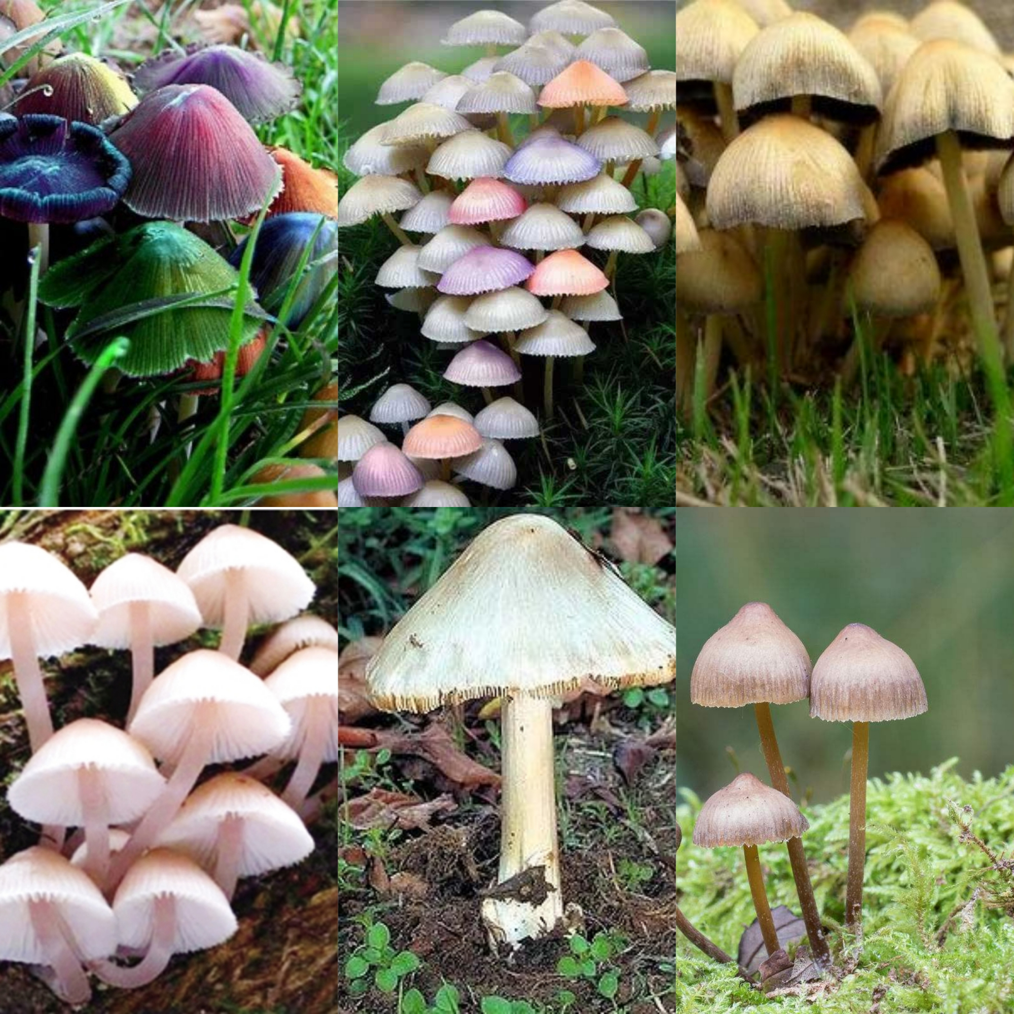 毒蘑菇都是漂亮的吗?野外哪些才是毒蘑菇不能吃呢?