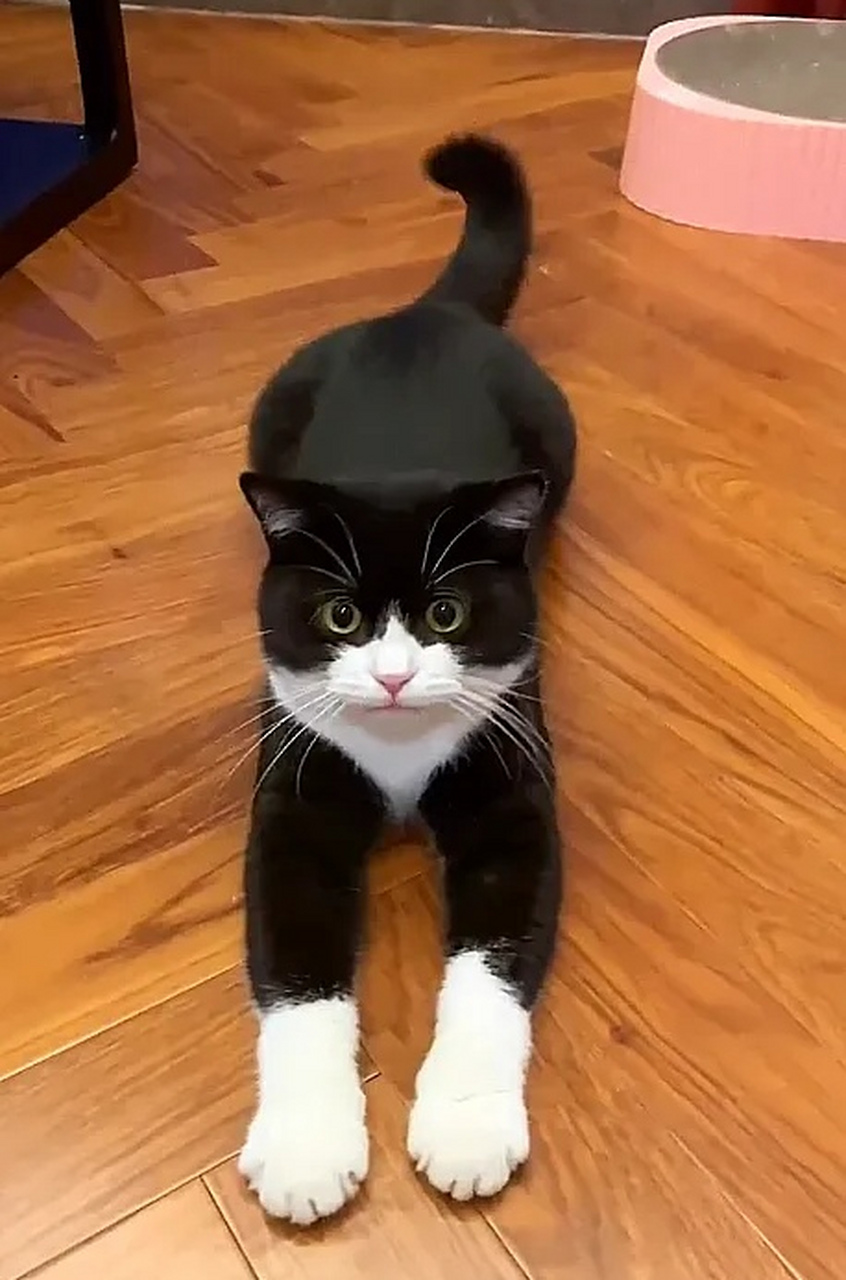 小黑猫的白手套太长了……  妈妈说,这白手套太长了,要我脱掉.